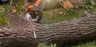 Reliable Groveton, VA Tree Services Solutions